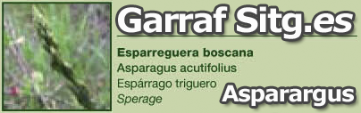 costa-garaff-Asparargus