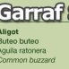 costa-garaff-Buzzard