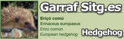 costa-garaff-Hedgehog