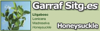 costa-garaff-Honeysuckle