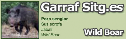 costa-garaff-Wild-Boar
